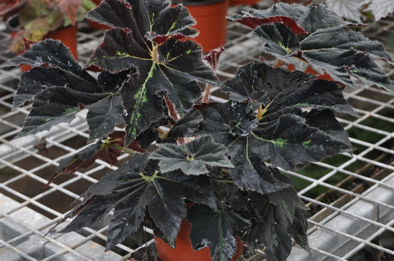 B. ‘Lightning Strike’